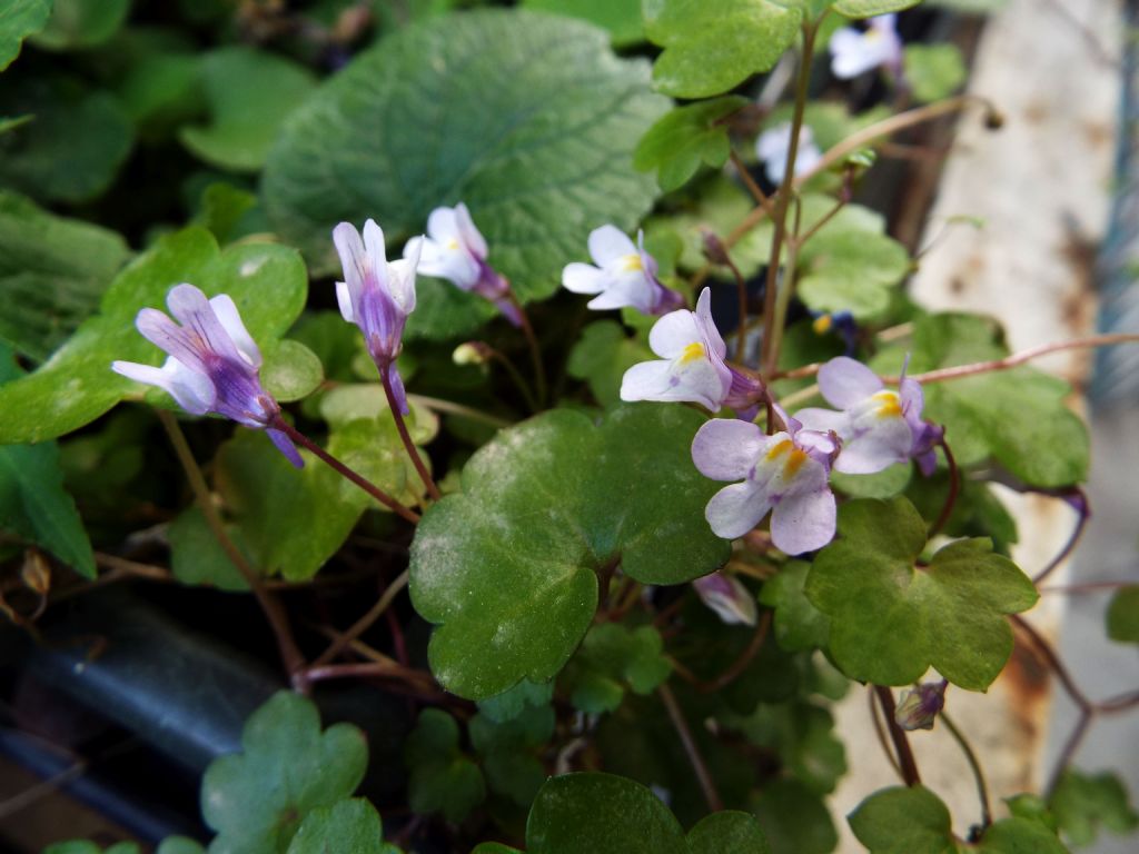 Cymbalaria muralis (Lamiales - Plantaginaceae)